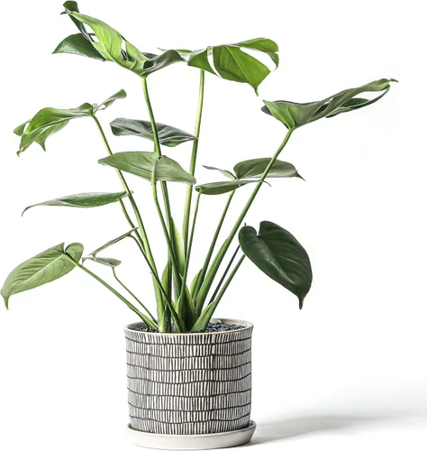 Vista 43 de Macetas de 5.8 pulgadas: maceta de cerámica con orificio de drenaje y platillo - Maceta para plantas de interior y exterior - Diseño con cuentas