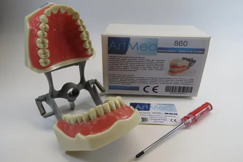 Vista 3 de Modelo de enseñanza de anatomía de Typodont dental con dientes de marfil extraíbles, placa universal ARTMED Modelo 860