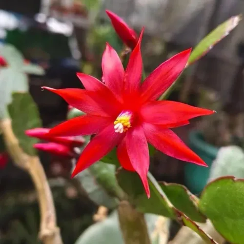 Vista 3 de Plantas vivas de cactus de Pascua rojas, cactus de primavera de 4 a 6 pulgadas, planta de interior para plantación de interiores