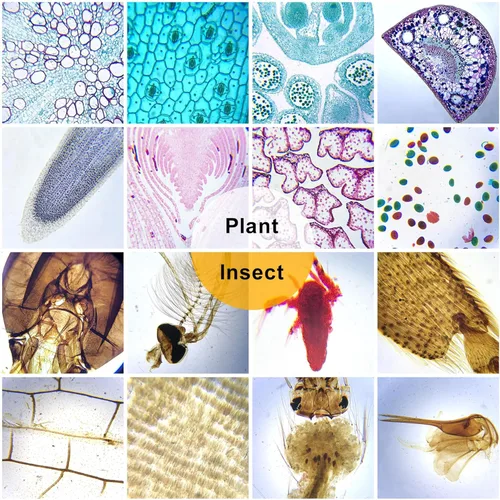 Vista 7 de 30 portaobjetos de microscopio con muestras para niños, diapositivas de microscopio preparadas para niños, diapositivas preparadas de vidrio