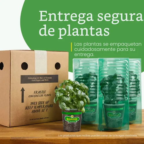 Vista 8 de Bonnie Plants Fresa, planta viva, 19.3 oz (paquete de 4)