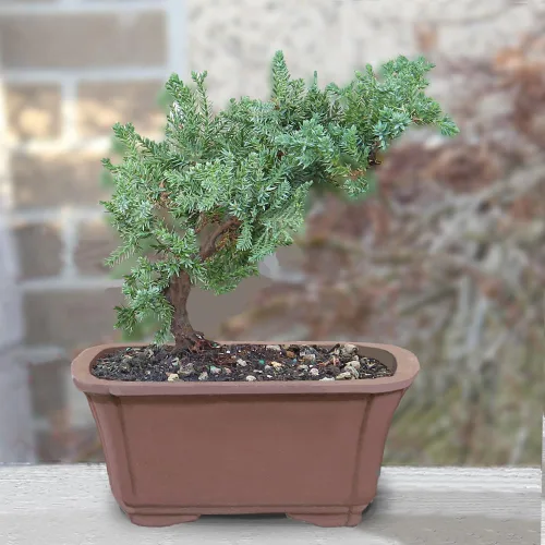 Vista 6 de Brussel's Bonsai - Árbol bonsái vivo de enebro pequeño, planta en maceta