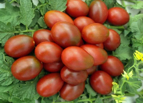 Vista 7 de Semillas Verduras Tomate Negro De Barao - 40 Semillas