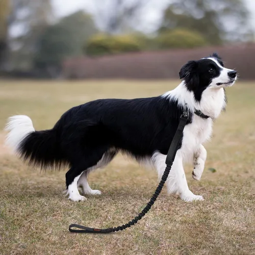 Vista 8 de EXCELLENT ELITE SPANKER Correa elástica militar para perros con 2 asas de control acolchadas para perros medianos y pequeños (negro)