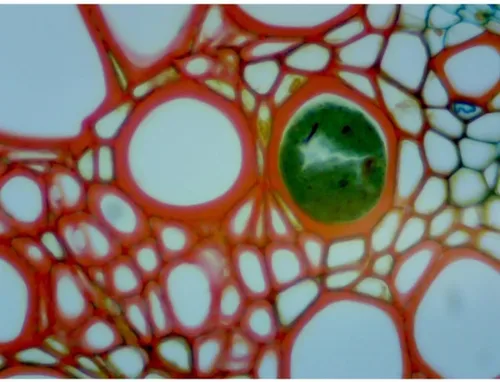 Vista 8 de OMAX Microscopio compuesto biológico trinocular 40X-1600X con la luz reemplazable del LED