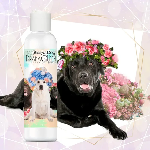Vista 35 de The Blissful Dog Champú Belgian Malinois Drama Queen, 4 oz.