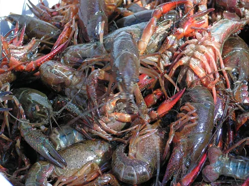 Vista 7 de Bait Binder™ Kit de cebo - El 'original' - Camarones, cangrejo, cangrejo, chum - 5 libras