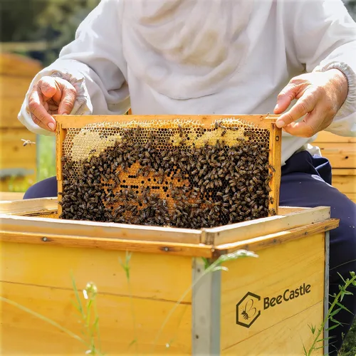 Vista 6 de BeeCastle 10 hojas de base con marco de colmena amarilla recubierta de cera de abejas, hojas de base enceradas, base mediana de 5-5/8 pulgadas