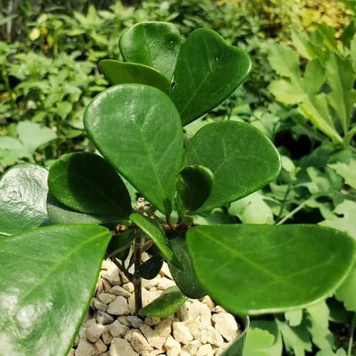 Vista 5 de Ficus triangularis