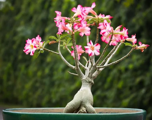 Vista 3 de 15 semillas de árbol Adenium Bonsai - Rosa del desierto floreciente, fáciles de cultivar en interiores