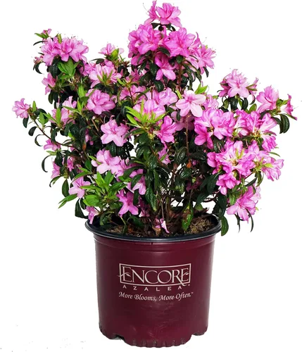 Azalea Encore Autumn Twist (Azalea Reblooming) Arbusto, RB blanco/púrpura, #3 - Tamaño Contenedor