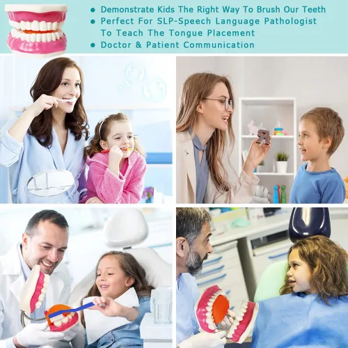 Vista 3 de EVOTECH SCIENTIFIC Modelo de cuidado de dientes dentales, W/cepillo de dientes gigante, Modelo de demostración de enseñanza de cuidado dental