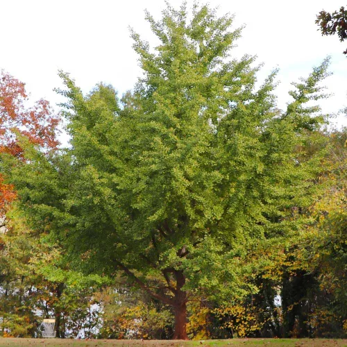 Vista 4 de Brighter Blooms Árbol de ginkgo, 3-4 pies - Árbol de sombra colorido Resistente y versátil Bajo mantenimiento No se envía a AZ