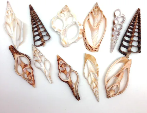 Vista 12 de PEPPERLONELY 20 piezas de estrombo de corte central Canarium Sea Shells, 2 pulgadas ~ 2-1/2 pulgadas