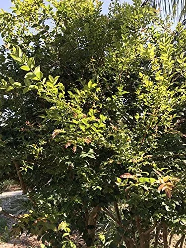 Vista 3 de Jaboticaba Myrciaria Cauliflora Sabara Planta de semillero de uva brasileña Árbol frutal en maceta Jabuticaba