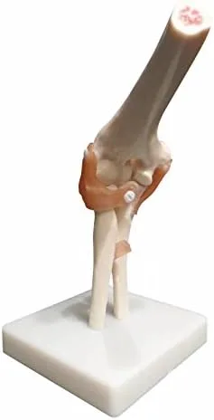 Vista 4 de BoNew Modelo anatómico de la articulación del codo de tamaño real Esqueleto - Anatomía médica humana