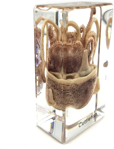 Vista 2 de Espécimen de sepia de calamar en bloque acrílico, pisapapapeles, especímenes de aula de ciencia para educación científica (2.9 x 1.6 x 1 pulgadas)