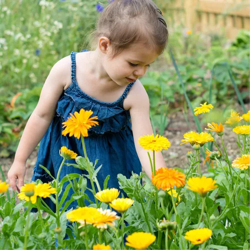 Vista 4 de Mantequilla de caléndula para bebé Alivio calmante para eczema, piel sensible, piel seca y sarpullido del pañal Hipoalergénico Totalmente