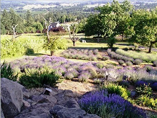 Vista 7 de Victoria's Lavender Pillow and Linen Spray - Aceite esencial de lavanda - Spray de lavanda - Spray de almohada - Spray de niebla de almohada - Hecho