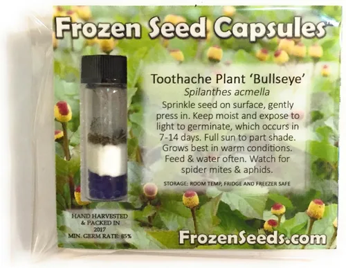 Vista 2 de Bulls Eye Toothache Plant Seeds (Spilanthes acmella) Cápsula de semillas congeladas de 40 semillas, planta semillas ahora + almacenamiento