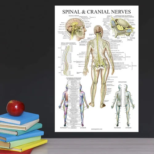 Vista 5 de Palace Learning Gráfico anatómico de nervios espinales - Póster de anatomía del sistema nervioso craneal y columna vertebral (con dermatomas)