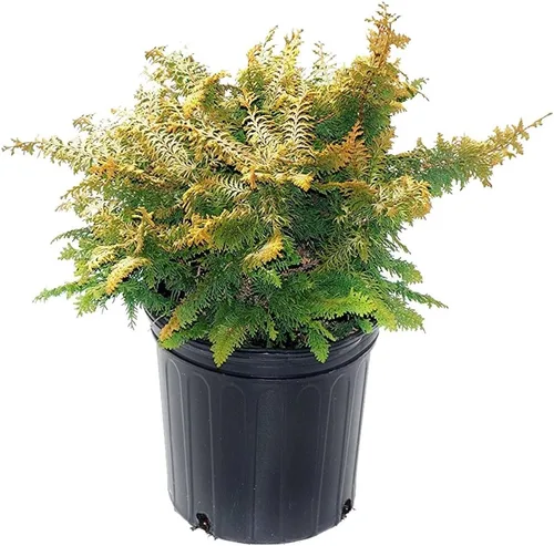 Vista 10 de Chamaecyparis p. f. 'Aurea' (ciprés de hilo de oro) de hoja perenne, follaje amarillo, # 2 - Contenedor