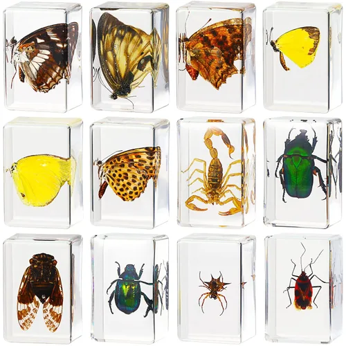 Macarrie 12 piezas de especímenes de insectos, colección de insectos, especímenes reales de mariposas y escarabajos hechos de resina para educación