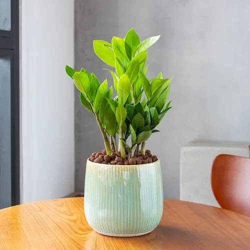 Vista 3 de GASPRO 5lb de bolas de arcilla expandida orgánicas para plantas, 100% naturales, bolas Leca para el desarrollo de raíces en macetas, mezcla