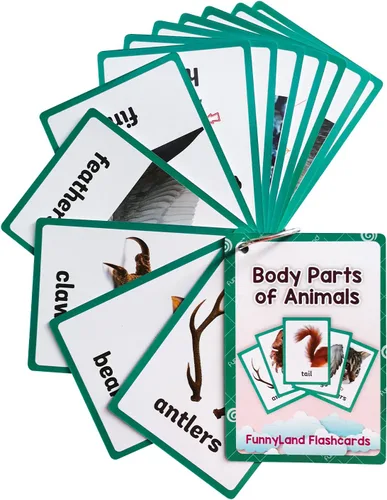 Vista 9 de Lilias WC024 - Tarjetas didácticas para la escuela y el aula, juguetes de aprendizaje para niños pequeños, juguetes de aprendizaje preescolar