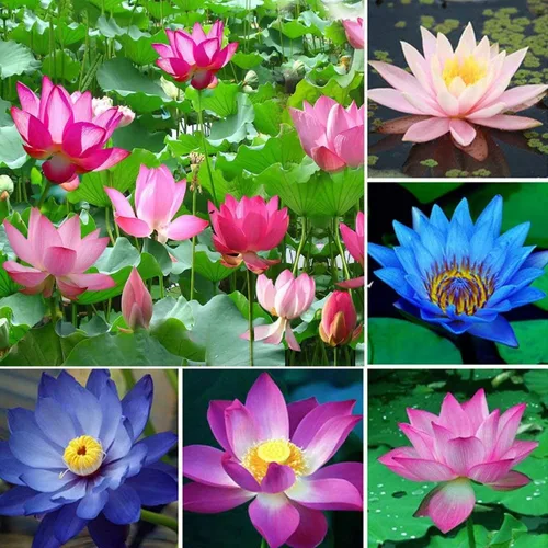 Semillas de loto mixtas para plantar, 160 semillas de flor de lirio acuático, semillas de plantas de jardín sin OMG, semillas de jardín frescas