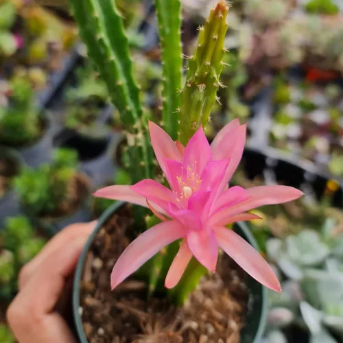 Vista 11 de Cactus vivo y plantas suculentas (maceta de 2 pulgadas Crassula Pubescens)