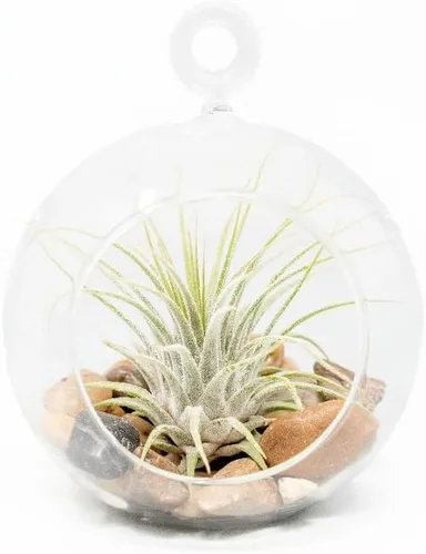 Impresionante kit de terrario de planta de globo de fondo plano, pequeña planta de aire surtida, piedras beige en tarro de propagación, maceta de