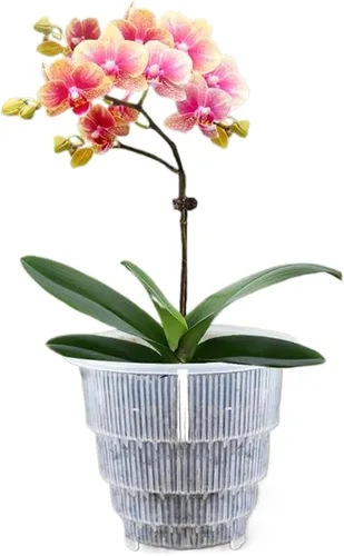Vista 2 de Macetas transparentes para orquídeas con agujeros, macetas de plástico de 7 pulgadas con agujeros, macetas transparentes de 2 litros con columna