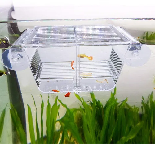capetsma Caja de Cría de Peces, Caja de Aislamiento de Peces de Acrílico con Ventosas, Incubadora de Vivero de Aclimatación de Acuario para Peces