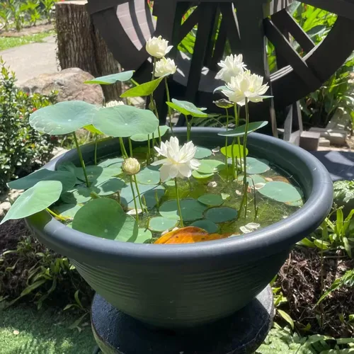Vista 7 de 20 semillas de loto para plantar, semillas de loto de bonsái, flor de lirio acuático, plantas acuáticas, ideales para estanques, semillas de plantas