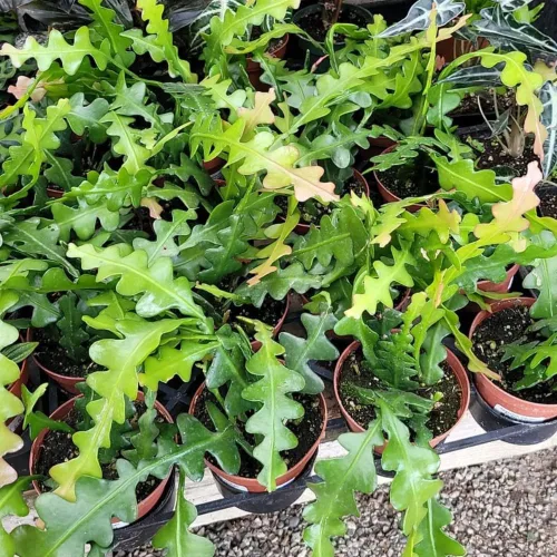 Vista 3 de Fishbone Cactus Plant Live, Epiphyllum Cactus Live Suculent, en maceta de 4 pulgadas