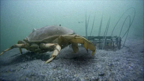 Vista 6 de AirFly Heavy Surf 6-Loop Crab Trap for Fishing Poles – Lead-Free, USA-Made, Premium Durable Loops – Ideal for Dungeness, Blue, Rock Crabs – Includes