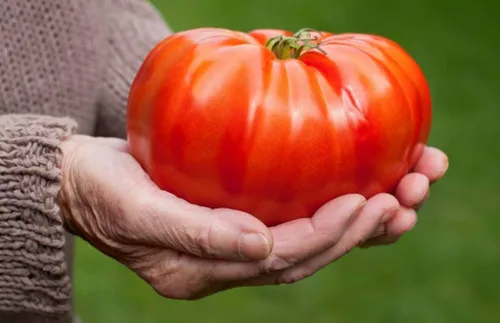 Vista 2 de Beefsteak Tomate gigante Russian Hercules Seeds Heirloom Vegetal para plantar 40 semillas sin OMG