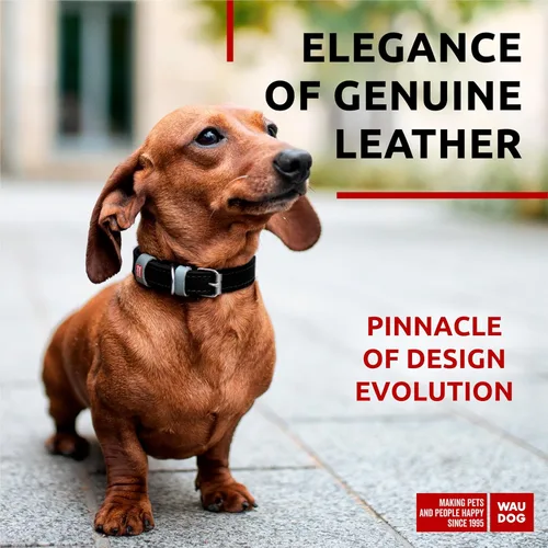 Vista 2 de WAUDOG Collar de cuero de larga duración para perros grandes, medianos y pequeños – Collares clásicos ajustables para cachorros de raza grande
