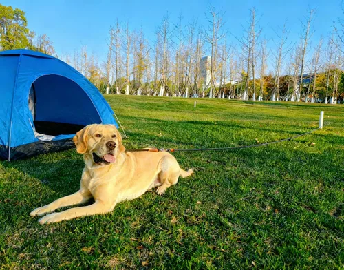 Vista 9 de Correa de amarre para perro de 8 pies, correa larga de nailon de 10-13-15-20-25-30-35-40-50-65 pies para perros medianos y grandes, patio, jugar al