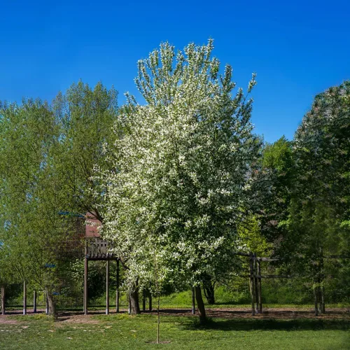 Vista 6 de European Black Cherry Tree Premium Seeds Prunus padus 'Summer' Plants'® (Premium Seeds, 5)