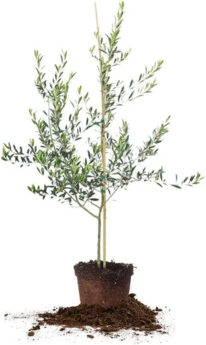 Vista 10 de Perfect Plants Planta viva de oliva arbequina, 2-3 pies, incluye guía de cuidado