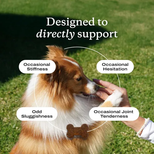 Vista 4 de PetLab Co. Masticables para el cuidado de las articulaciones, altos niveles de glucosamina para perros, mejillones de labios verdes, omega 3