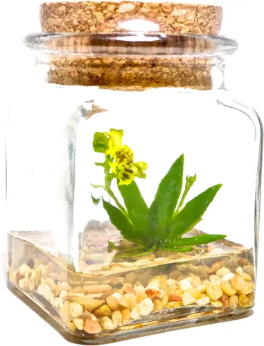 Terrario de orquídeas en miniatura en miniatura - Cuidado cero - Tarro de 4 pulgadas de alto - Planta Psygmorchis pusilla