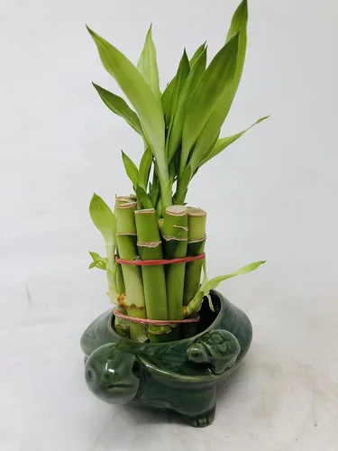 Vista 2 de Florero familiar de tortuga con 10 tallos de bambú de la suerte de 4 pulgadas