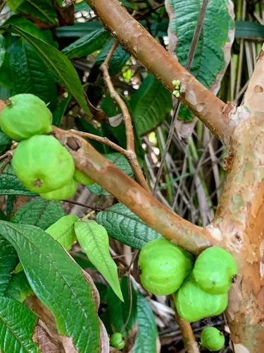 Vista 5 de Planta de maceta de árbol frutal de uva brasileña de hoja grande Plinia Aureana de Jaboticaba blanca