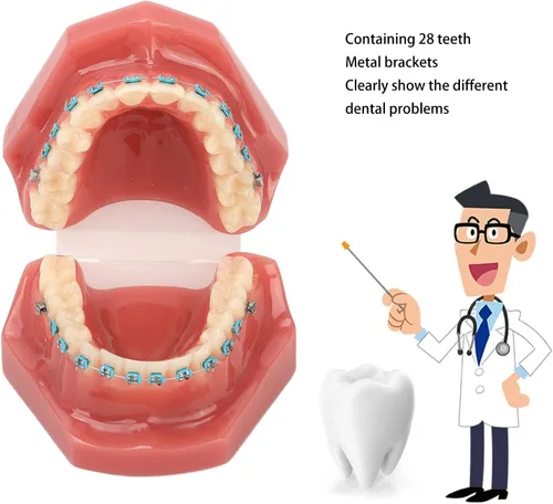 Vista 3 de Modelo de cuidado de dientes, 28 piezas de resina de dientes enseñanza con soportes de metal, modelo de dientes para estudiantes, modelo de dientes