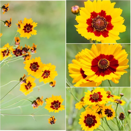 Vista 2 de Seed Needs, Coreopsis Plains Seeds - 1000 semillas tradicionales para plantar Coreopsis tinctoria - Flores silvestres anuales para atraer abejorros