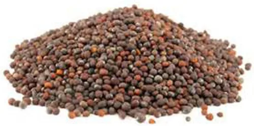 Vista 4 de Semillas de brócoli sin OMG para brotar brotes Microgreens (2 onzas de Pure Seed). Marca Country Creek LLC.