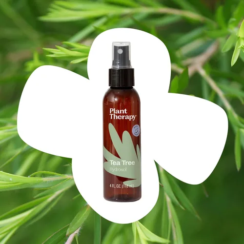Vista 3 de Plant Therapy Árbol de té (Melaleuca) Hydrosol 4 oz subproducto de aceites esenciales